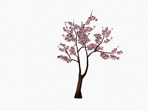 Sakura tree