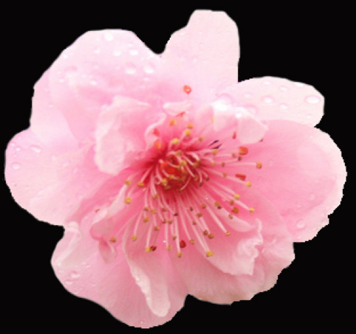 sakura tree x https://p.turbosquid.com/ts-thumb/To/MMyp67/Xp0LRSvt/gi/jpg/1485942379/1920x1080/fit_q87/d8e310b34d99707417a4b50426780d12e857081d/gi.jpg