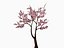 Sakura tree