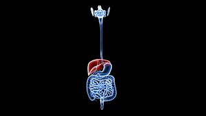 Digestive System