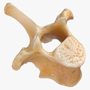 Kangaroo Red Necked Wallaby Thoracic Vertebrae TH10