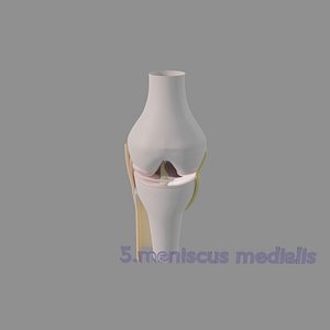 3D Knee joint