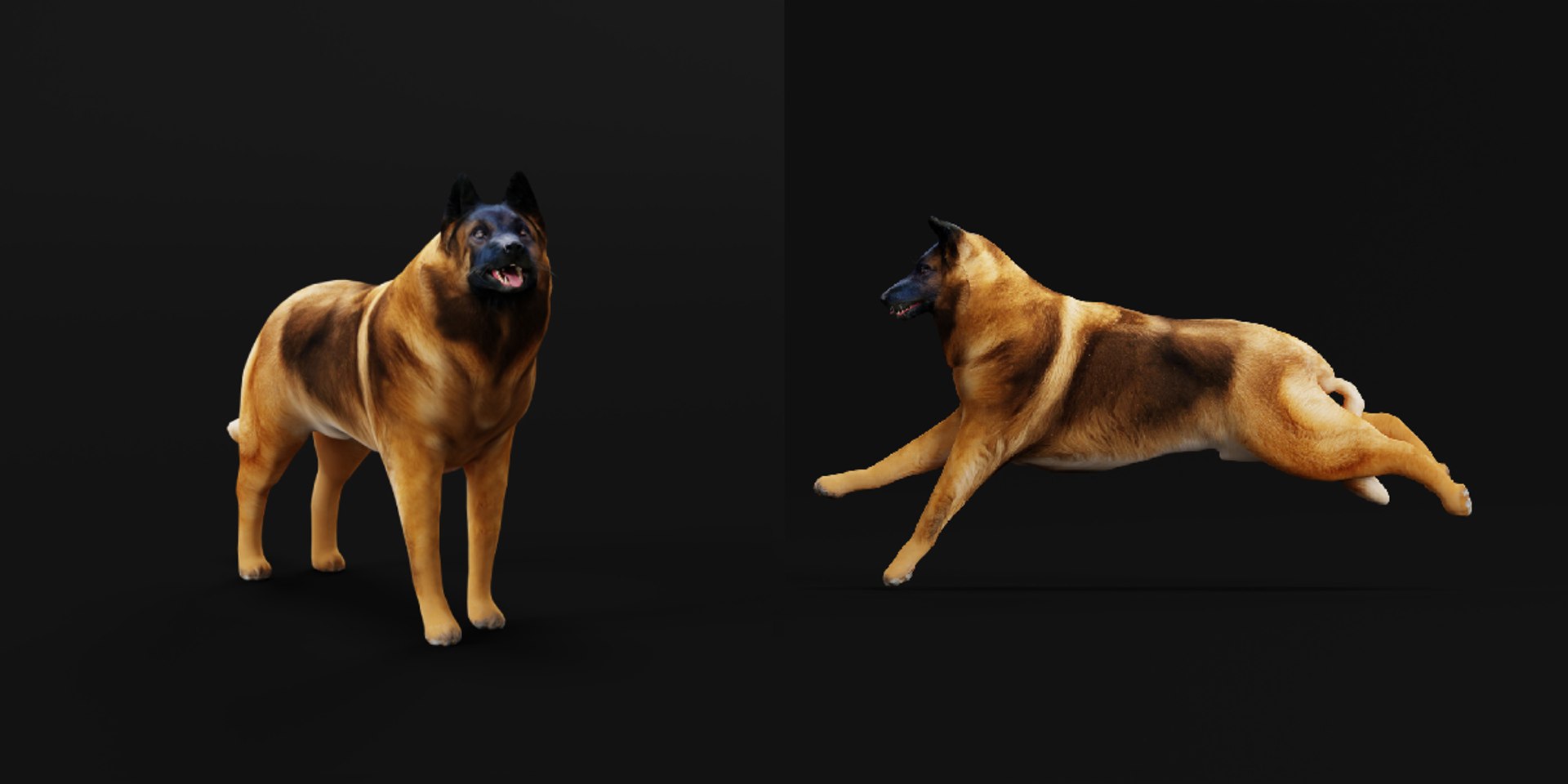 Belgian Shepherd Tervuren Dog model https://p.turbosquid.com/ts-thumb/To/lcdGUL/1n/tervurene_dog1/png/1725448869/1920x1080/fit_q87/78dbf88cf4d3c36640efd751fb7d8d91cef195e9/tervurene_dog1.jpg