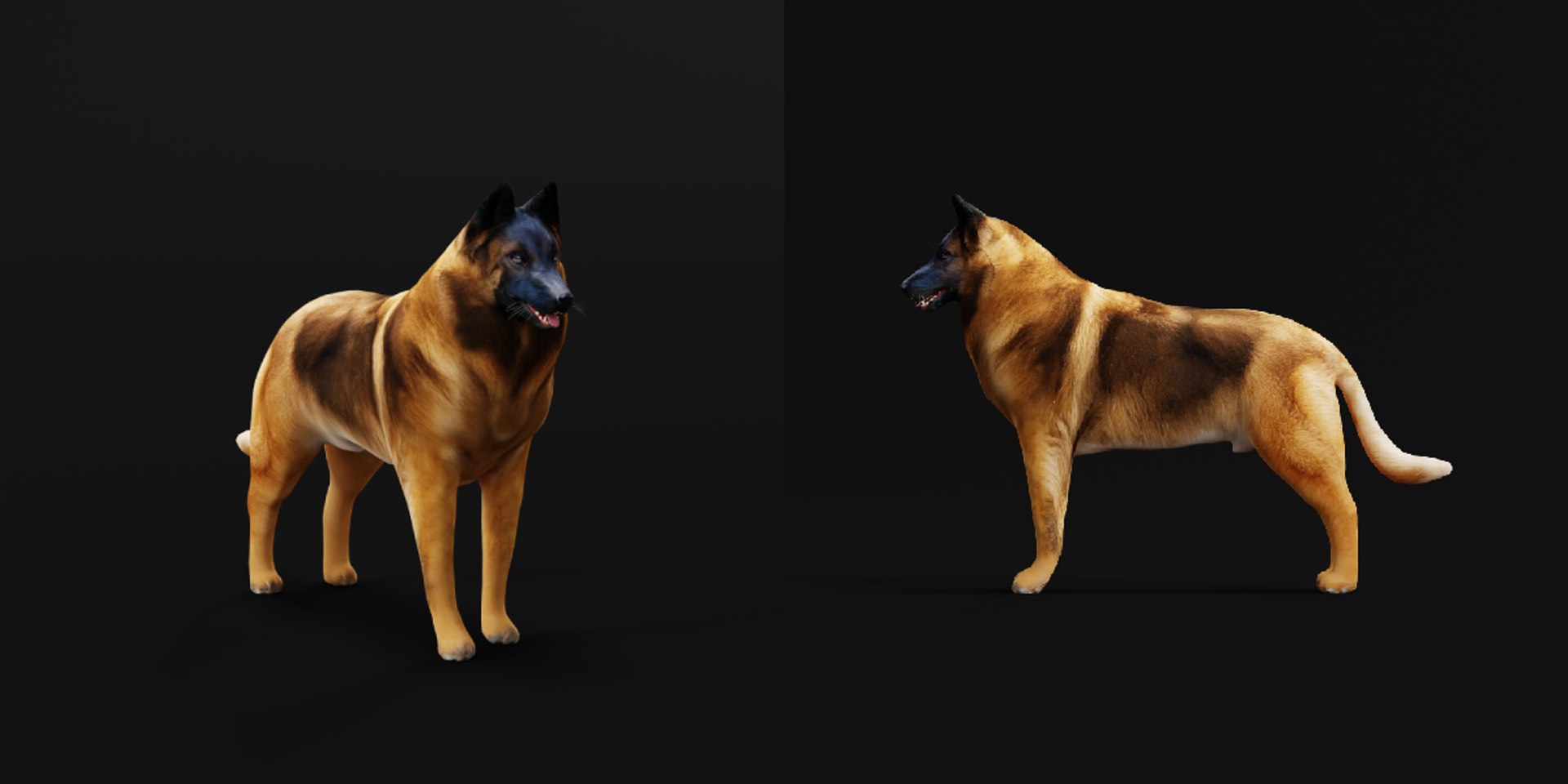 Belgian Shepherd Tervuren Dog model https://p.turbosquid.com/ts-thumb/To/lcdGUL/2B/tervurene_dog/png/1725448871/1920x1080/fit_q87/2d1226e120931518216e8f82c2ffec2eac555911/tervurene_dog.jpg
