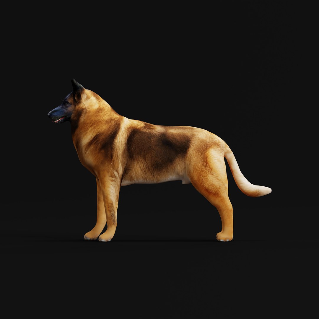 Belgian Shepherd Tervuren Dog model https://p.turbosquid.com/ts-thumb/To/lcdGUL/Ms/belgian_tervuren_dog_rig_ao_0001/jpg/1725448858/1920x1080/fit_q87/bf2adc4a73cfde5a58dc17fb789cb19c4b738f85/belgian_tervuren_dog_rig_ao_0001.jpg