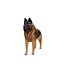 Cane da pastore belga Tervuren