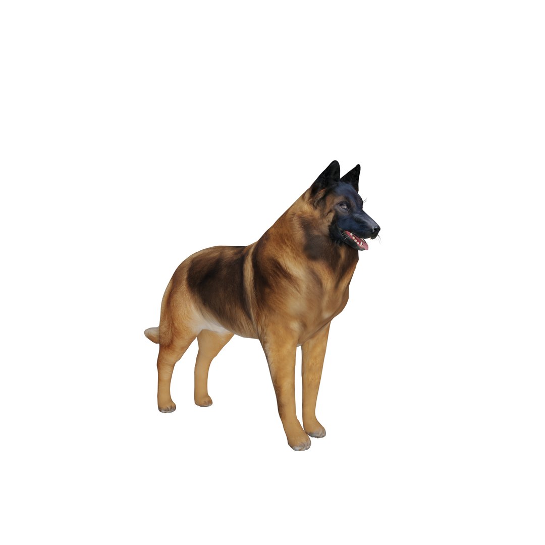 Belgian Shepherd Tervuren Dog model https://p.turbosquid.com/ts-thumb/To/lcdGUL/oH/2/png/1725448886/1920x1080/fit_q87/14f397b55c57f994148d9b18412f7648a365d998/2.jpg