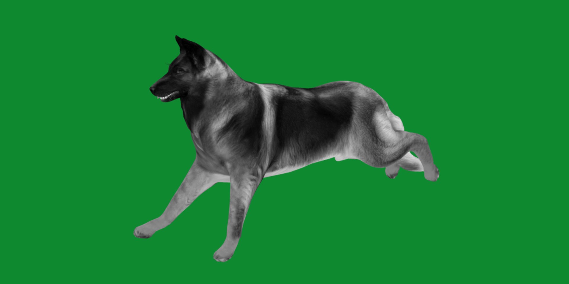 Belgian Shepherd Tervuren Dog model https://p.turbosquid.com/ts-thumb/To/lcdGUL/wH/belgian_shepherd_tervuren_dog12/png/1725448841/1920x1080/fit_q87/63c5bdbaa35057a1b638db51c62960b230dab43e/belgian_shepherd_tervuren_dog12.jpg