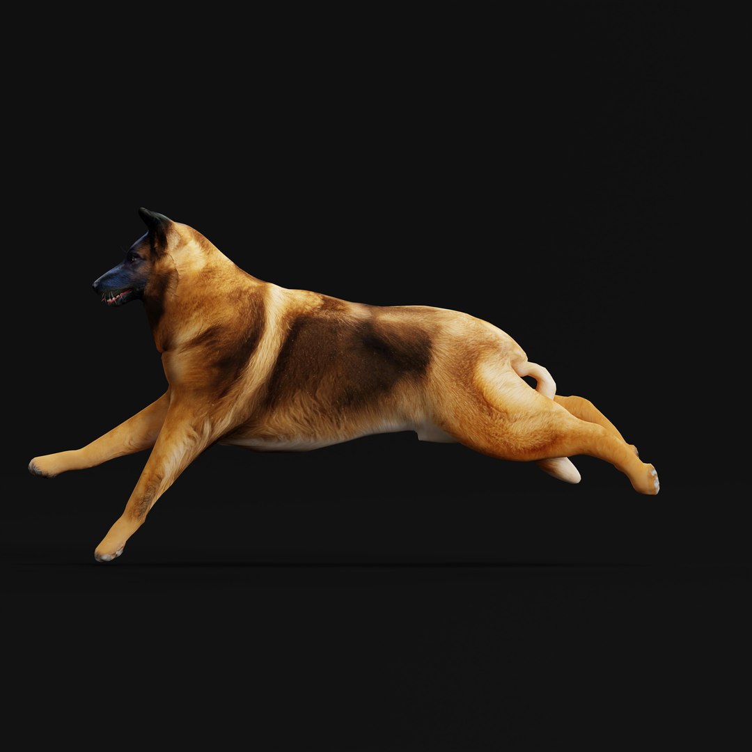 Belgian Shepherd Tervuren Dog model https://p.turbosquid.com/ts-thumb/To/lcdGUL/xi/belgian_tervuren_dog_rig_ao_0009/jpg/1725448870/1920x1080/fit_q87/ff54466135c372207b574c4f9ee9f22cdd9bf740/belgian_tervuren_dog_rig_ao_0009.jpg