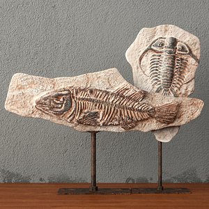 3D fossils stand model