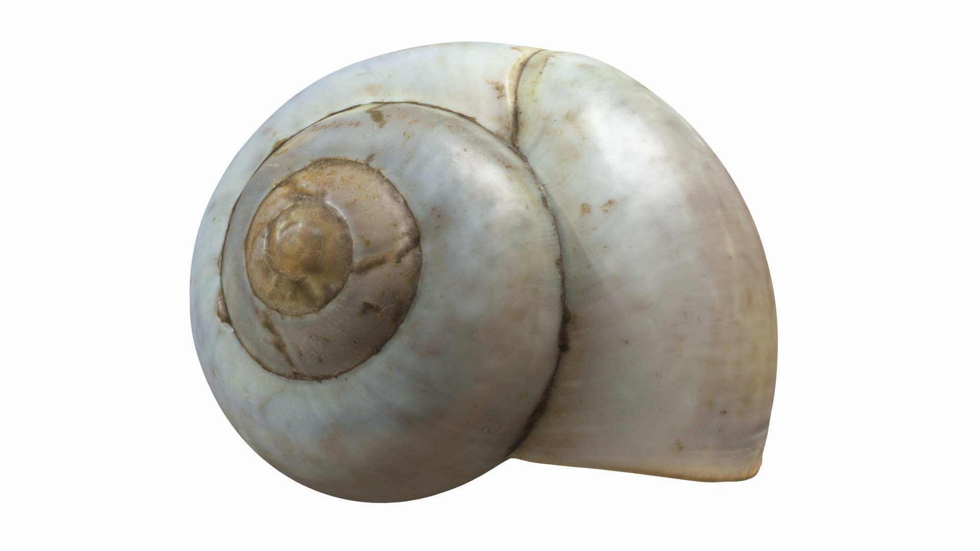 3D Sea Snail model - TurboSquid 1793210