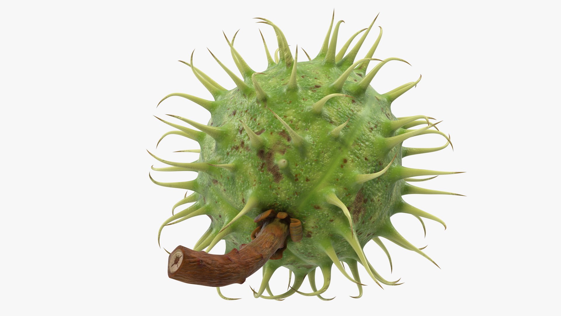 Ripe Chestnut Nut Model - TurboSquid 1485131