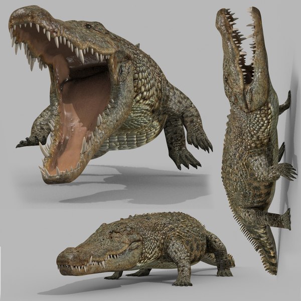 3D Terror Croc PRO - 8K 3D Animated Crocodile Model