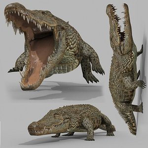 Crocodile PRO - 8K 3D Animated Crocodile Model