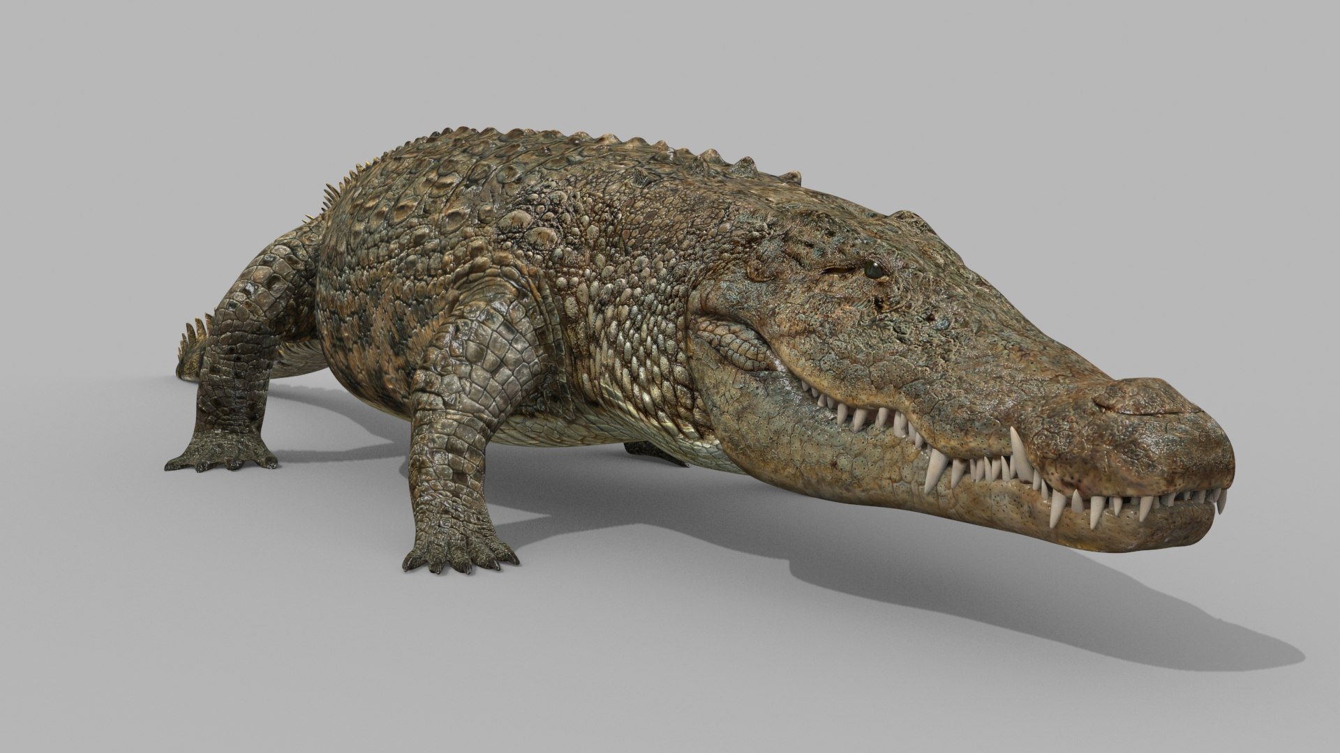 3D Terror Croc PRO - 8K 3D Animated Crocodile Model - TurboSquid 1814708