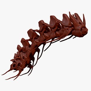 3D Spinosaurus Neck Skeletons Set model