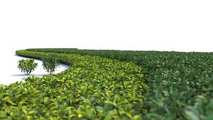 Landscape and shrub