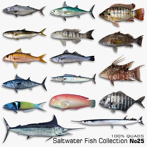 3D Saltwater Fish Collection 25 model