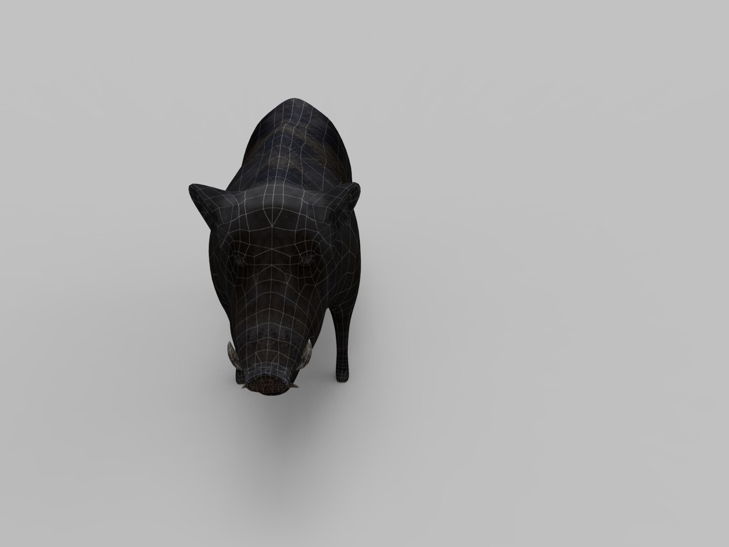 wild boar rigged animation 3D model https://p.turbosquid.com/ts-thumb/Tp/UQQTOI/3y1WJzAe/boar.296/jpg/1518448826/1920x1080/fit_q87/c2a7f2d2b68b9e8568d785c8f7854b5f216019ee/boar.296.jpg