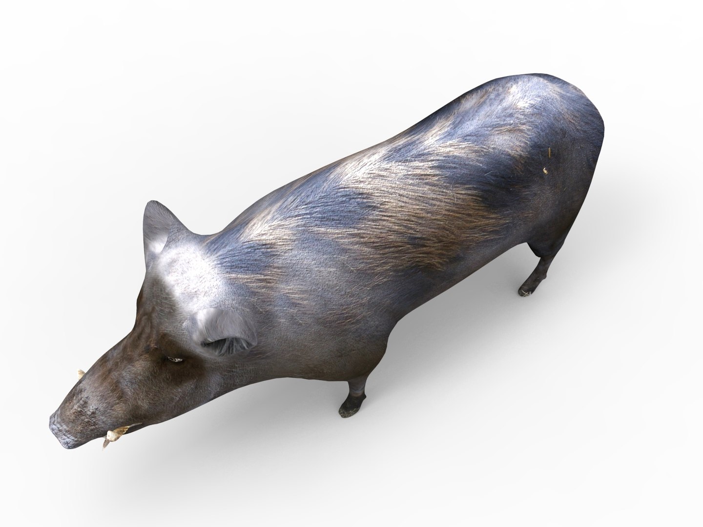 wild boar rigged animation 3D model https://p.turbosquid.com/ts-thumb/Tp/UQQTOI/7sAhh9wz/boar.287/jpg/1518448826/1920x1080/fit_q87/cd3820685f3dedee2385eb3b5e2ef13fe55b5aea/boar.287.jpg