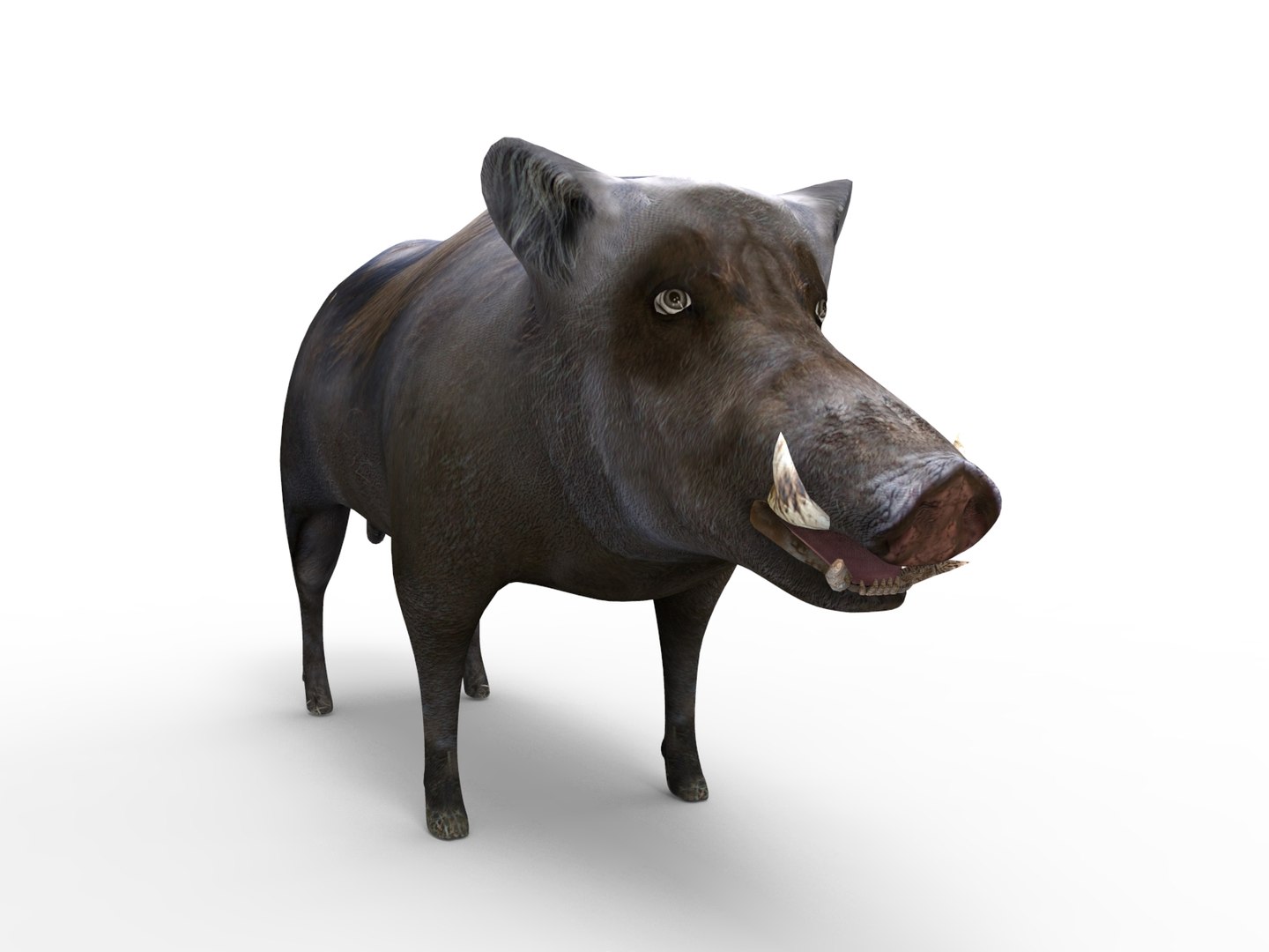 wild boar rigged animation 3D model https://p.turbosquid.com/ts-thumb/Tp/UQQTOI/8QCPJxGR/boar.279/jpg/1518448826/1920x1080/fit_q87/bd4dd681fe4a3fc0b38f789b97404ebf5ec5133d/boar.279.jpg