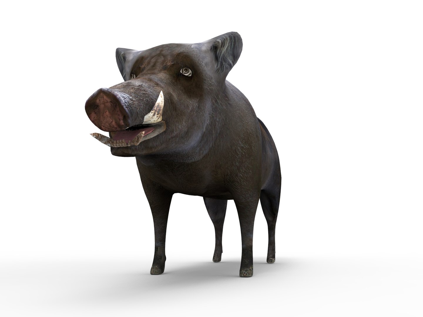 wild boar rigged animation 3D model https://p.turbosquid.com/ts-thumb/Tp/UQQTOI/JwwfpcAY/boar.285/jpg/1518448826/1920x1080/fit_q87/f72d5d05c980fd995d2690594abea987172671b4/boar.285.jpg