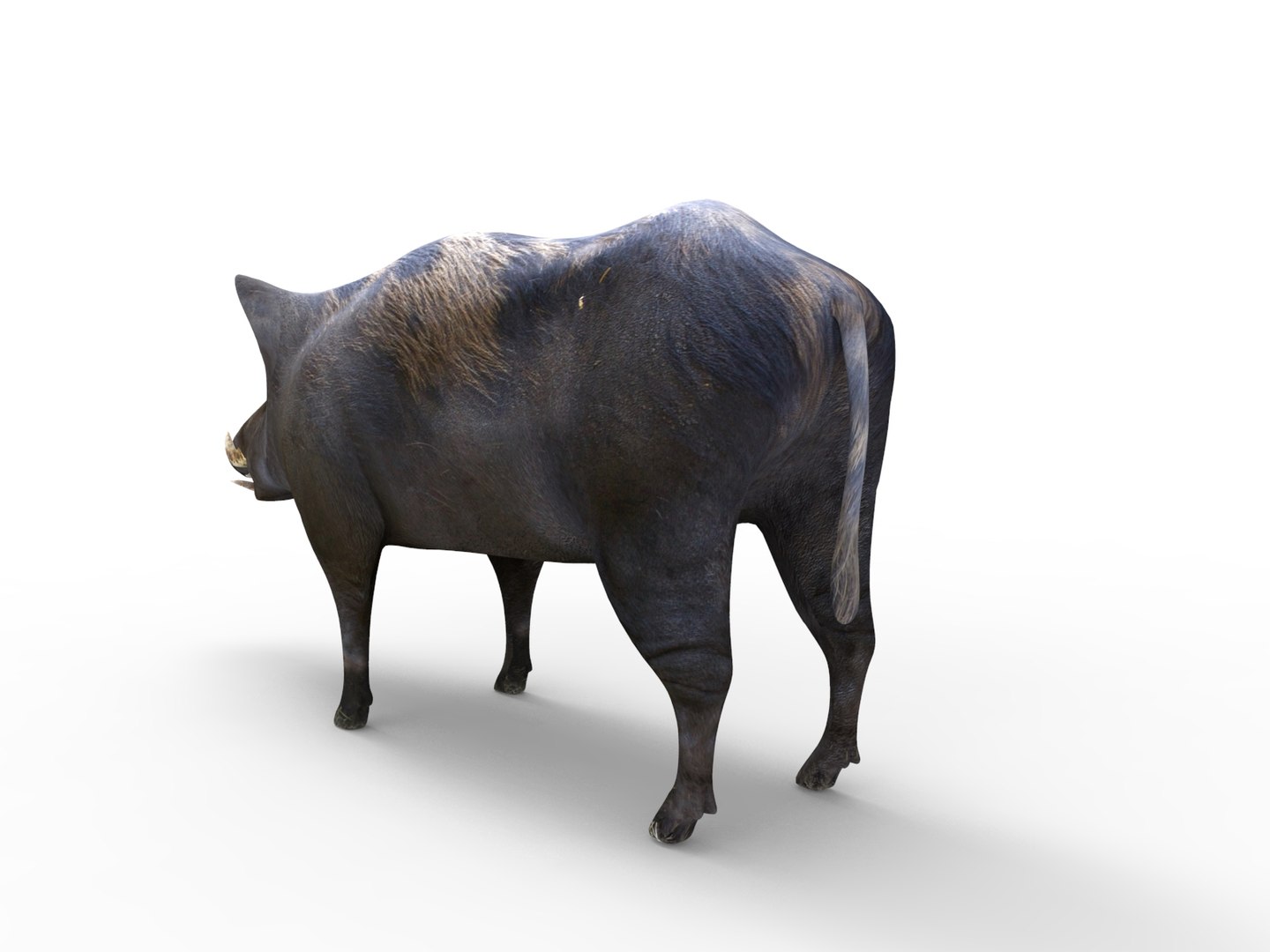 wild boar rigged animation 3D model https://p.turbosquid.com/ts-thumb/Tp/UQQTOI/O64d1SPw/boar.283/jpg/1518448826/1920x1080/fit_q87/b03b221169c5ea7fc0b3cbbfee13b50d3aeabcb0/boar.283.jpg