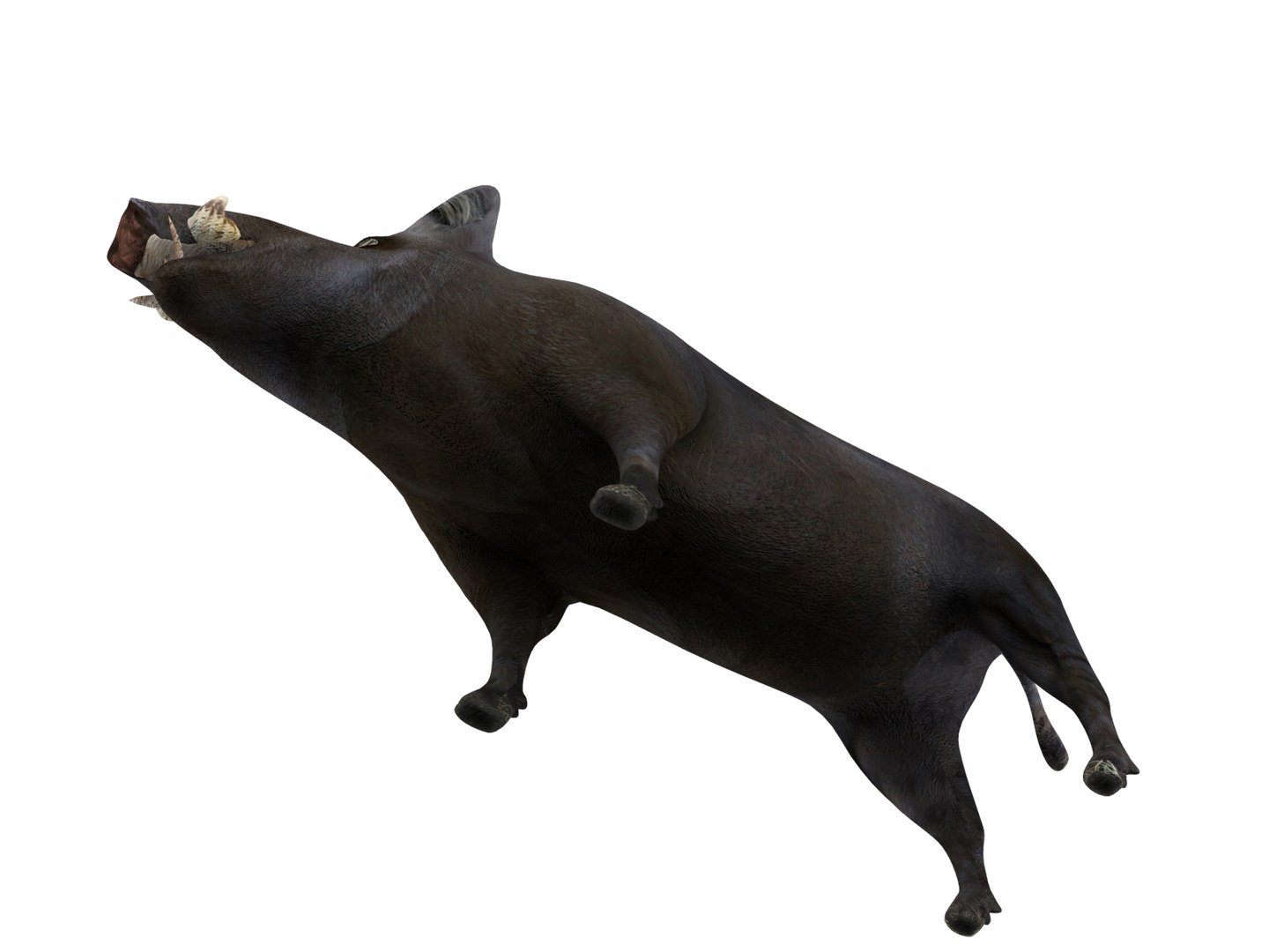wild boar rigged animation 3D model https://p.turbosquid.com/ts-thumb/Tp/UQQTOI/lPXVGgeh/boar.286/jpg/1518448826/1920x1080/fit_q87/2de83e089b644171c1e2dbda2f3408ed7d66336f/boar.286.jpg
