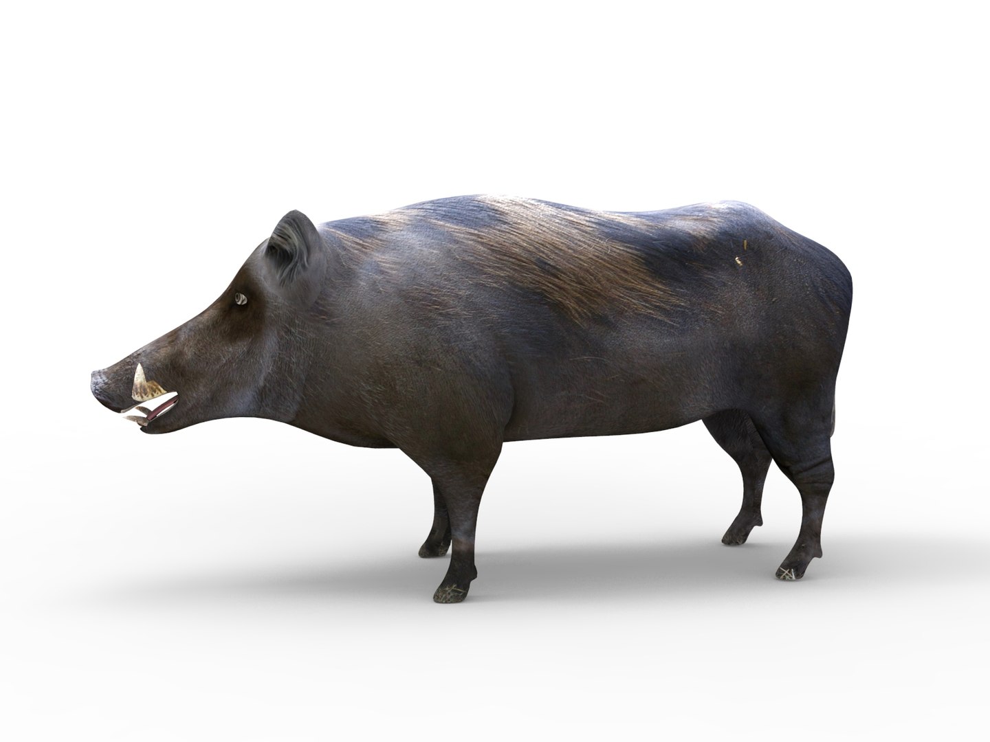 wild boar rigged animation 3D model https://p.turbosquid.com/ts-thumb/Tp/UQQTOI/wHXytMIl/boar.284/jpg/1518448826/1920x1080/fit_q87/7a4a9dbf773a04b842dce33cd9d442bacb98fe24/boar.284.jpg