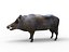 Cinghiale attrezzato e animato