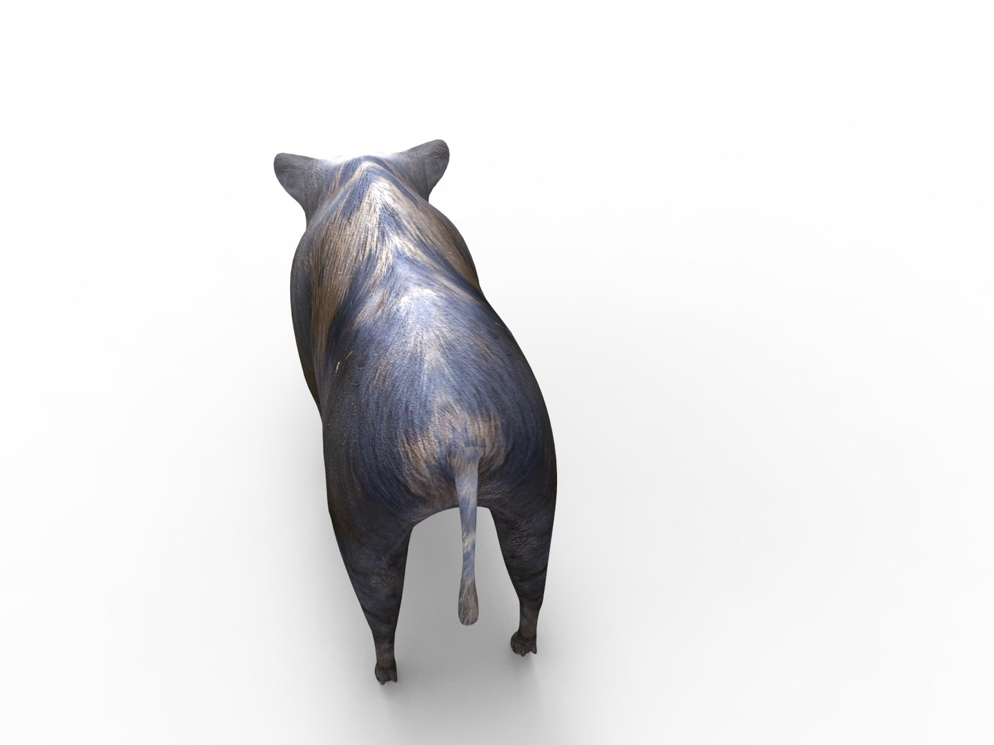 wild boar rigged animation 3D model https://p.turbosquid.com/ts-thumb/Tp/UQQTOI/wNDS8I6Z/boar.288/jpg/1518448826/1920x1080/fit_q87/97ea4d166059fe1ac5e8cda62d1746fb06f1a20e/boar.288.jpg