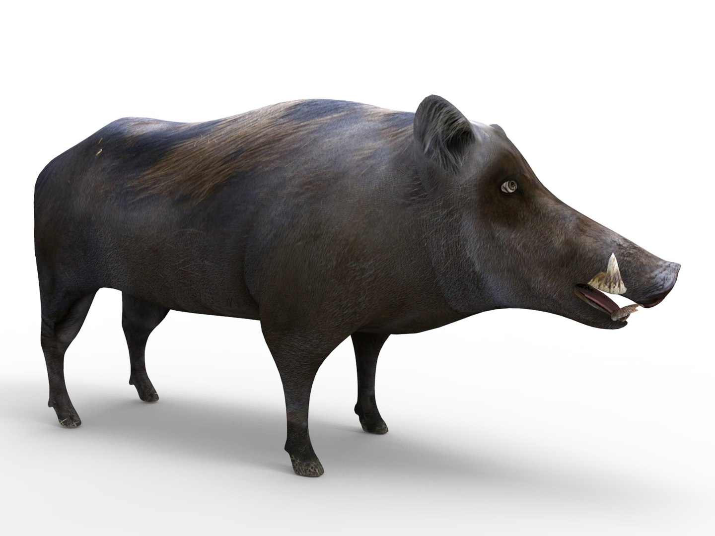 wild boar rigged animation 3D model https://p.turbosquid.com/ts-thumb/Tp/UQQTOI/wp3A5WEn/boar.280/jpg/1518448826/1920x1080/fit_q87/5c2786a514c9e1b525cd4cd37aee313d8cc28404/boar.280.jpg