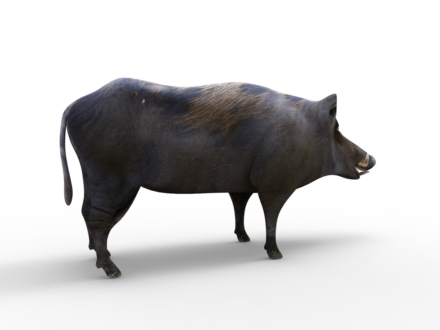 wild boar rigged animation 3D model https://p.turbosquid.com/ts-thumb/Tp/UQQTOI/xqBPNMYO/boar.281/jpg/1518448826/1920x1080/fit_q87/57d0b933d7a2cf6c143e88ab45078e080c1bca37/boar.281.jpg