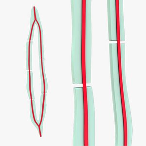 Fiber longitudinal section 3D model
