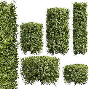 Collection plant vol 552 - Cylinder - ivy - laurus - nobilis - bush