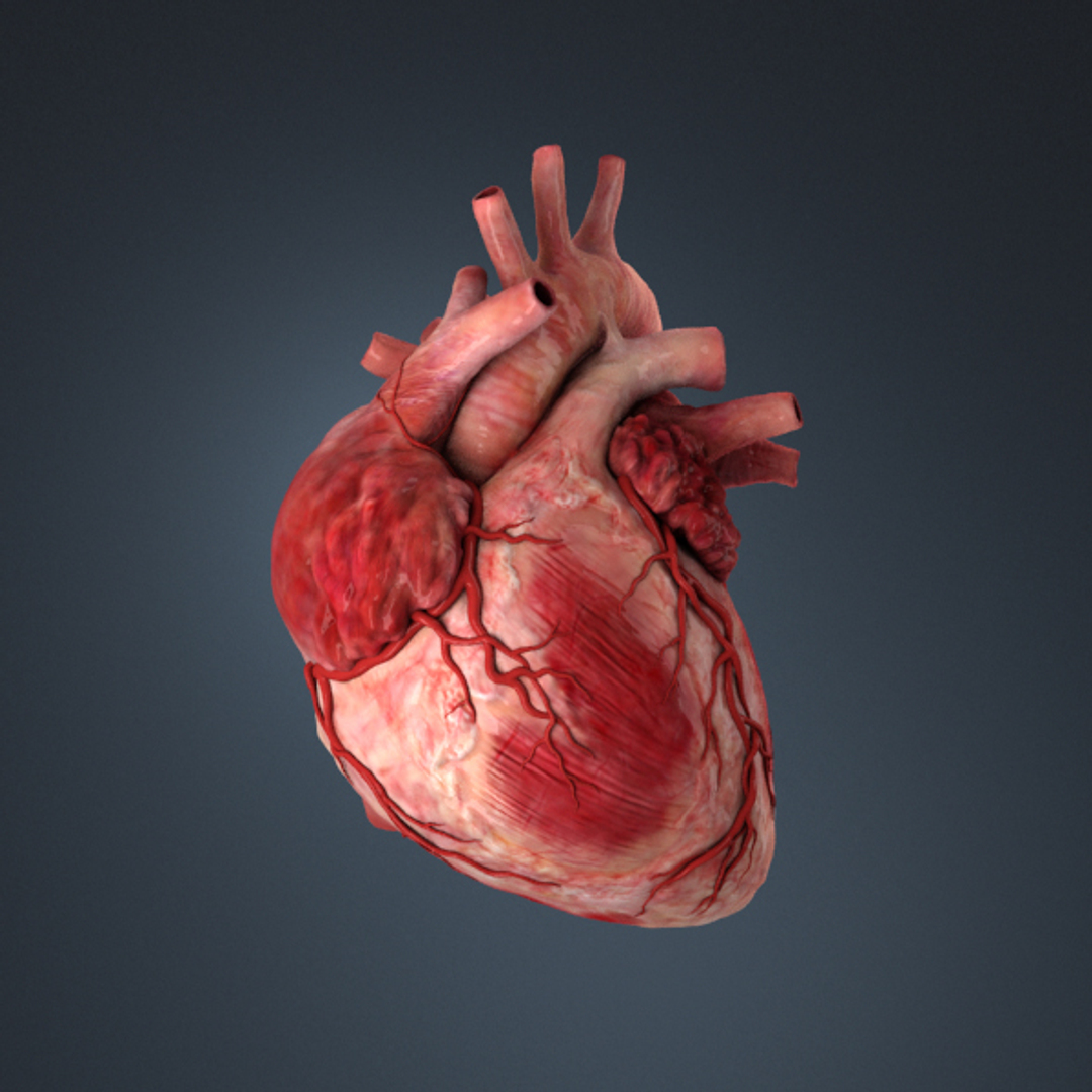 3D Human Heart - TurboSquid 1188102