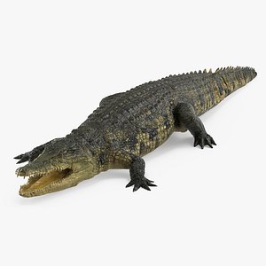 crocodile croc 3d x