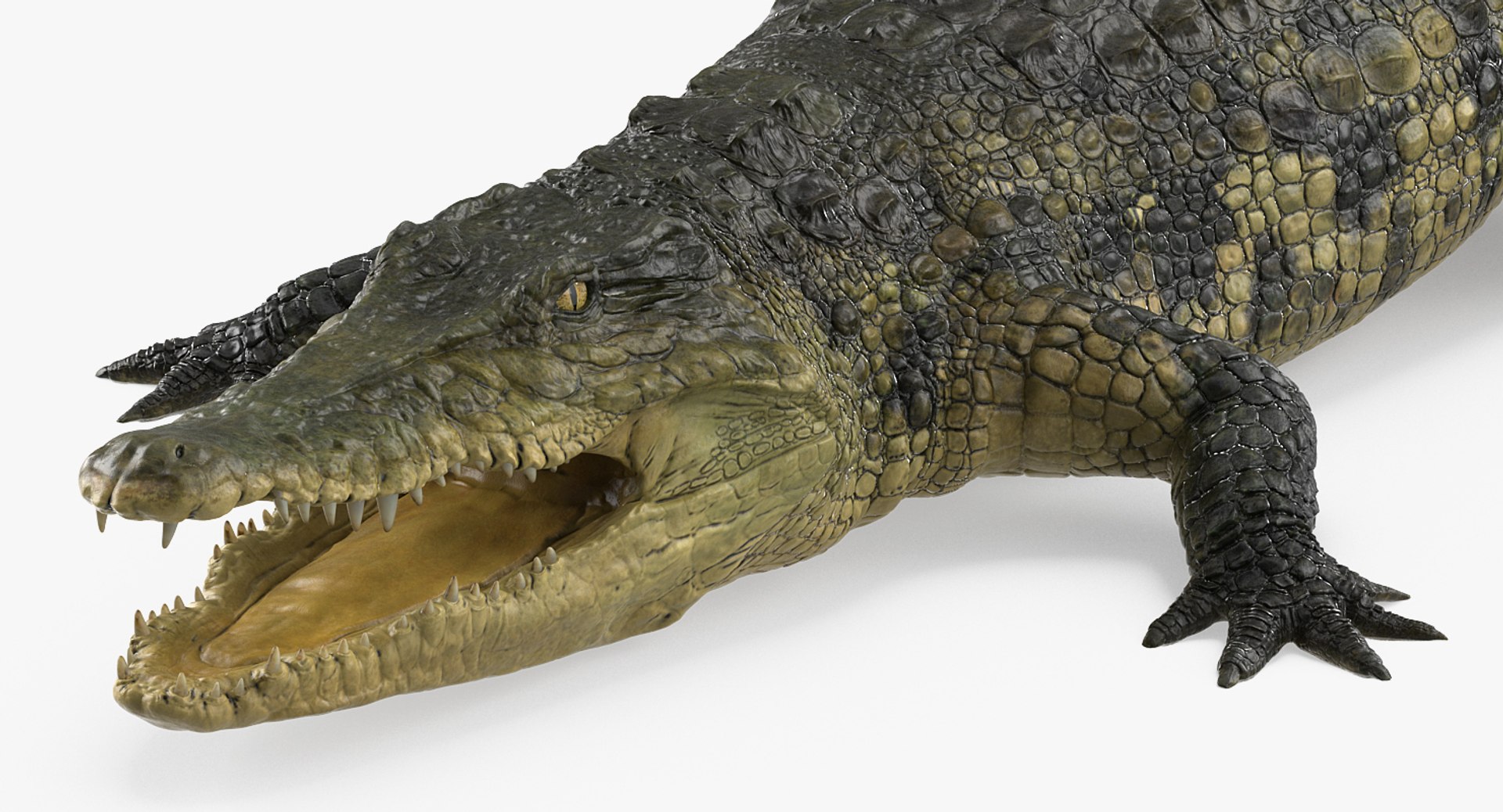 crocodile croc 3d x https://p.turbosquid.com/ts-thumb/Tp/uT6R7i/EhjdGUZv/crocodilec4dmodel002/jpg/1486968708/1920x1080/fit_q87/d89f253b2ba572c53a600e34709625063954778e/crocodilec4dmodel002.jpg