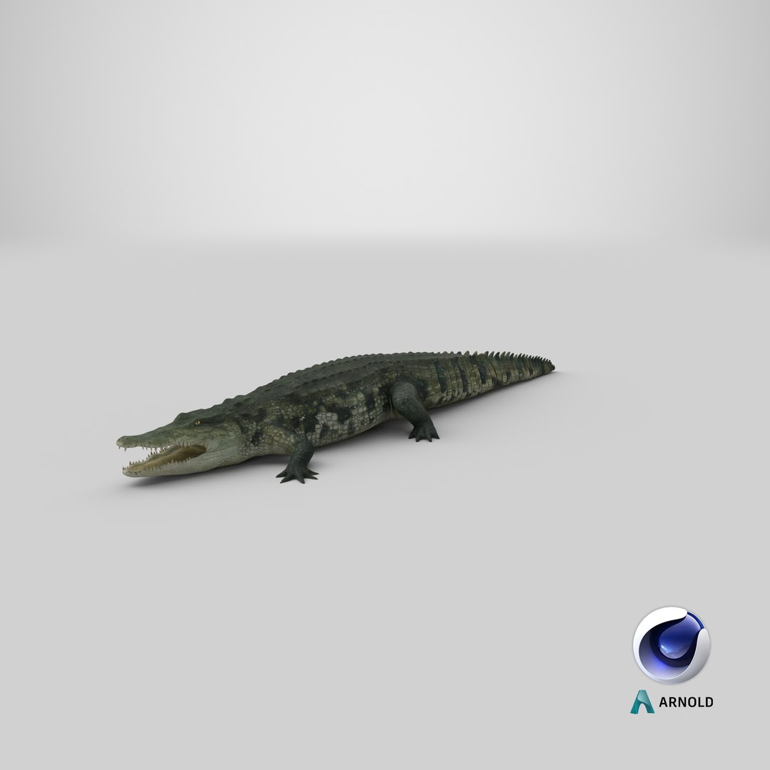 crocodile croc 3d x https://p.turbosquid.com/ts-thumb/Tp/uT6R7i/KlAZbroS/stemcell_cinema_4d_arnold_render/png/1592452518/1920x1080/fit_q87/5a2a2c89c01da488840d74c2d48fcdf8edf381b2/stemcell_cinema_4d_arnold_render.jpg