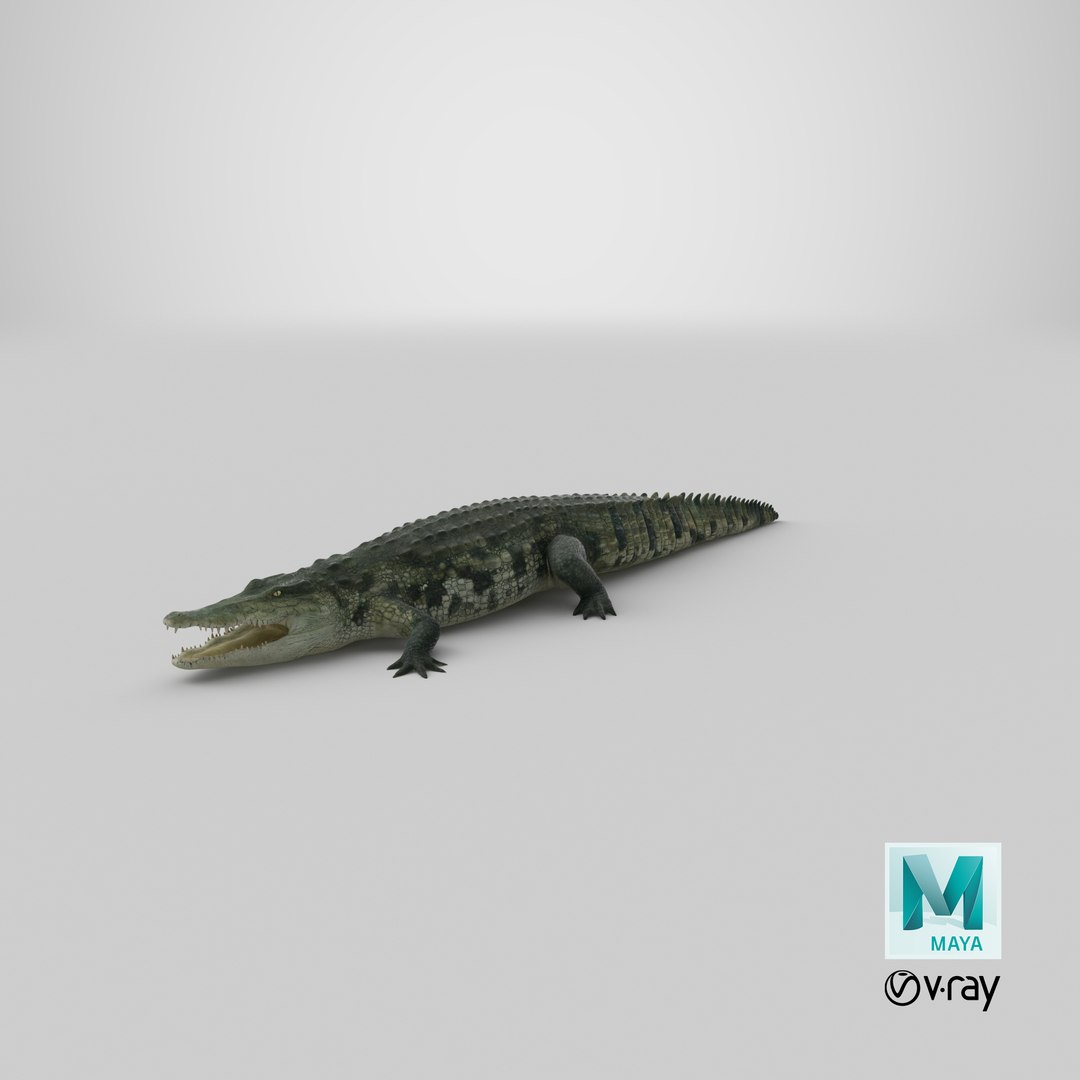 crocodile croc 3d x https://p.turbosquid.com/ts-thumb/Tp/uT6R7i/V3a2eodl/stemcell_maya_vray_render/png/1592452544/1920x1080/fit_q87/0de569ca0add41bc8a33097e85a530a02e123cce/stemcell_maya_vray_render.jpg