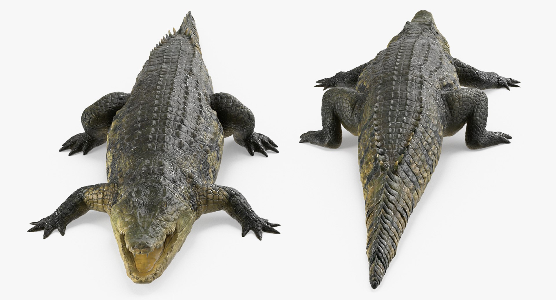 crocodile croc 3d x https://p.turbosquid.com/ts-thumb/Tp/uT6R7i/Vu1BksDs/crocodilec4dmodel005/jpg/1486968708/1920x1080/fit_q87/4123f4fd90321a5089da5bd7b954a56e3365fe8d/crocodilec4dmodel005.jpg