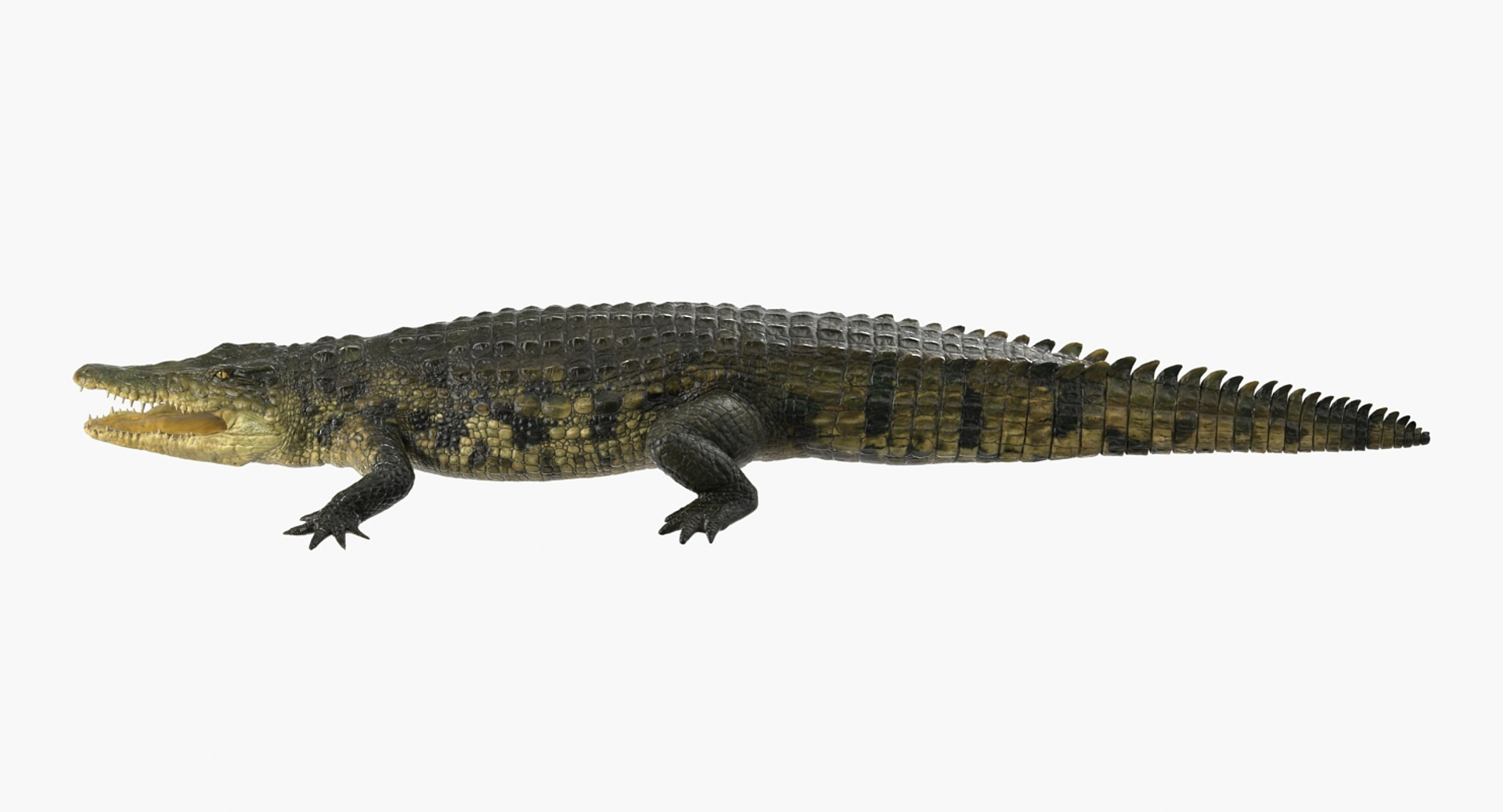 crocodile croc 3d x https://p.turbosquid.com/ts-thumb/Tp/uT6R7i/bxvyxD2z/crocodile_360/jpg/1486968719/1920x1080/turn_fit_q99/4284057b38ec72871980e5c784153318afe1f377/crocodile_360-1.jpg
