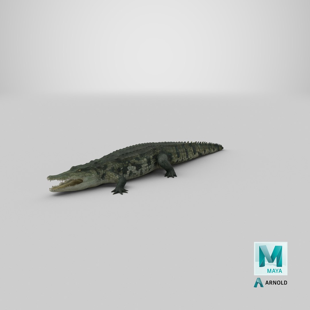 crocodile croc 3d x https://p.turbosquid.com/ts-thumb/Tp/uT6R7i/tjZHuoVV/stemcell_maya_arnold_render/png/1592452538/1920x1080/fit_q87/398d9d77c5d2ae1abe3f6fae03a3b2a1fa56d02e/stemcell_maya_arnold_render.jpg