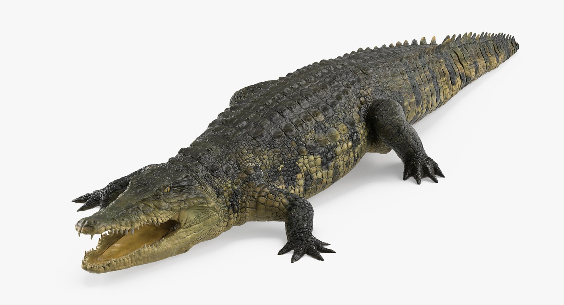 Crocodile 3D model preview