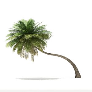 3D coconut palm tree 6