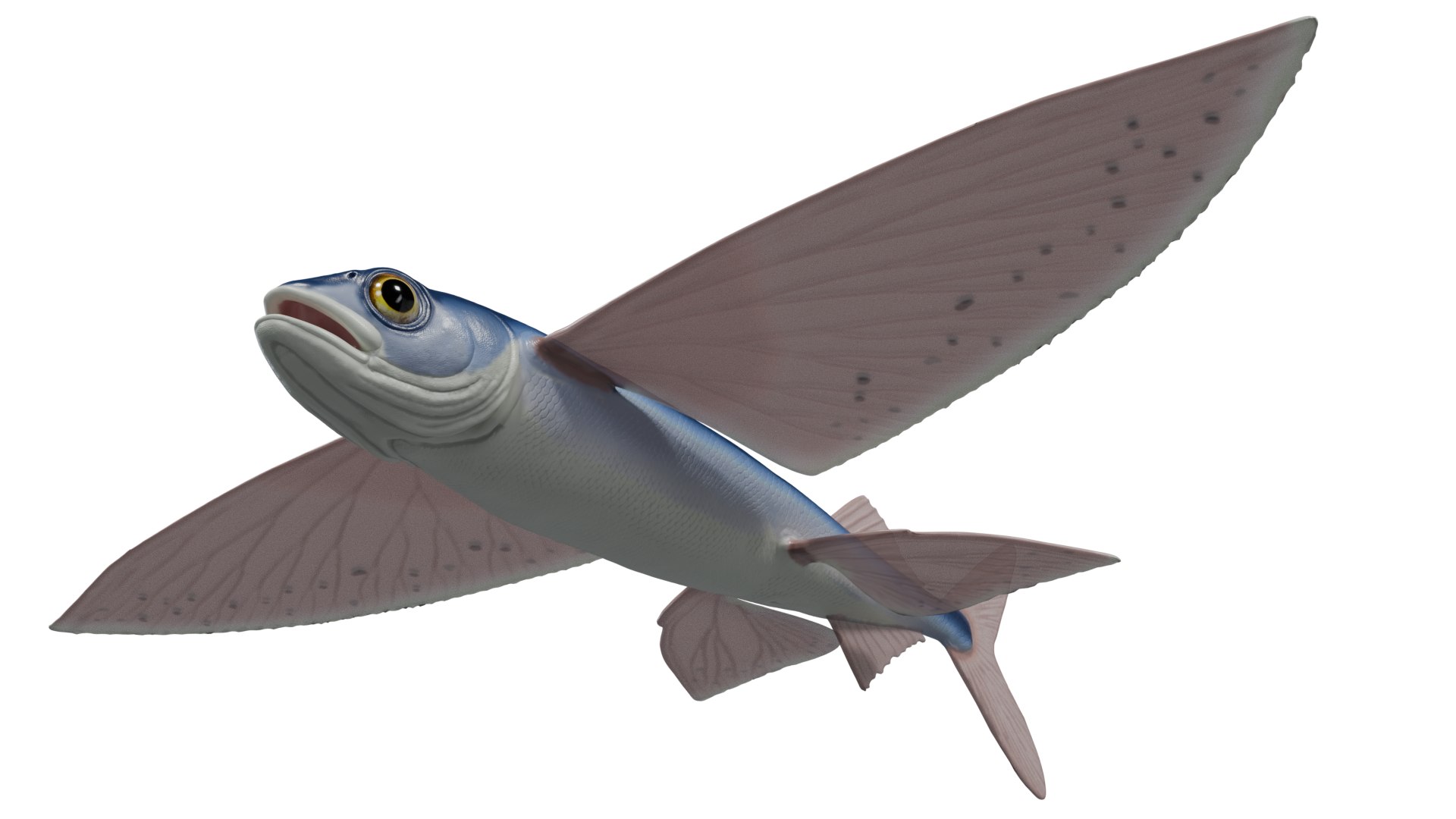 Flying fish 3D https://p.turbosquid.com/ts-thumb/Tp/xqSRAo/7K/untitled2/png/1777021273/1920x1080/fit_q87/f1784ba74708cf908d20b8fcb8bd04451f815ee4/untitled2.jpg