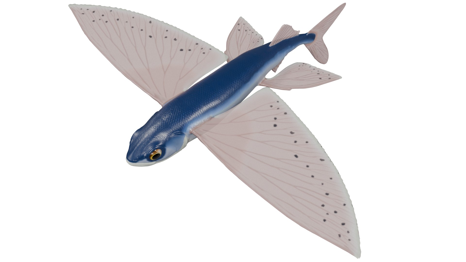 Flying fish 3D https://p.turbosquid.com/ts-thumb/Tp/xqSRAo/8G/untitled4/png/1777021236/1920x1080/fit_q87/a2371331b6caa488d5d1c4470428d97ff159a220/untitled4.jpg