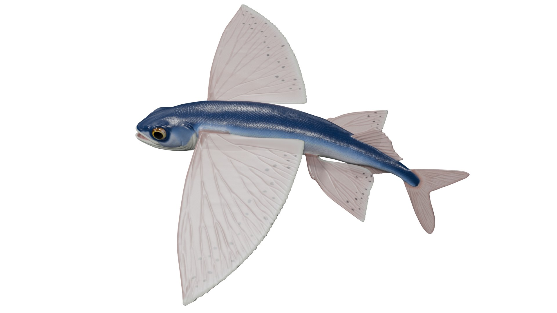 Flying fish 3D https://p.turbosquid.com/ts-thumb/Tp/xqSRAo/8O/untitled1/png/1777021262/1920x1080/fit_q87/1a03a5d8a1fedcf1379bc1a157fac571d05d4d46/untitled1.jpg