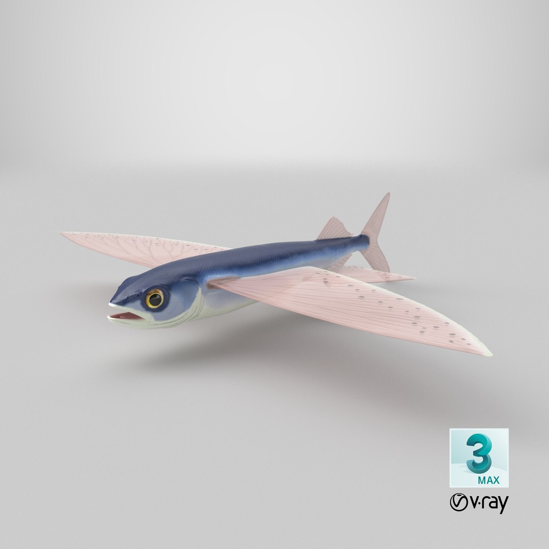 Flying fish 3D https://p.turbosquid.com/ts-thumb/Tp/xqSRAo/DG/stemcell_max_vray_render/png/1777633516/1920x1080/fit_q87/f5579fac90ea7112321a02b62c6fde391a9dff86/stemcell_max_vray_render.jpg