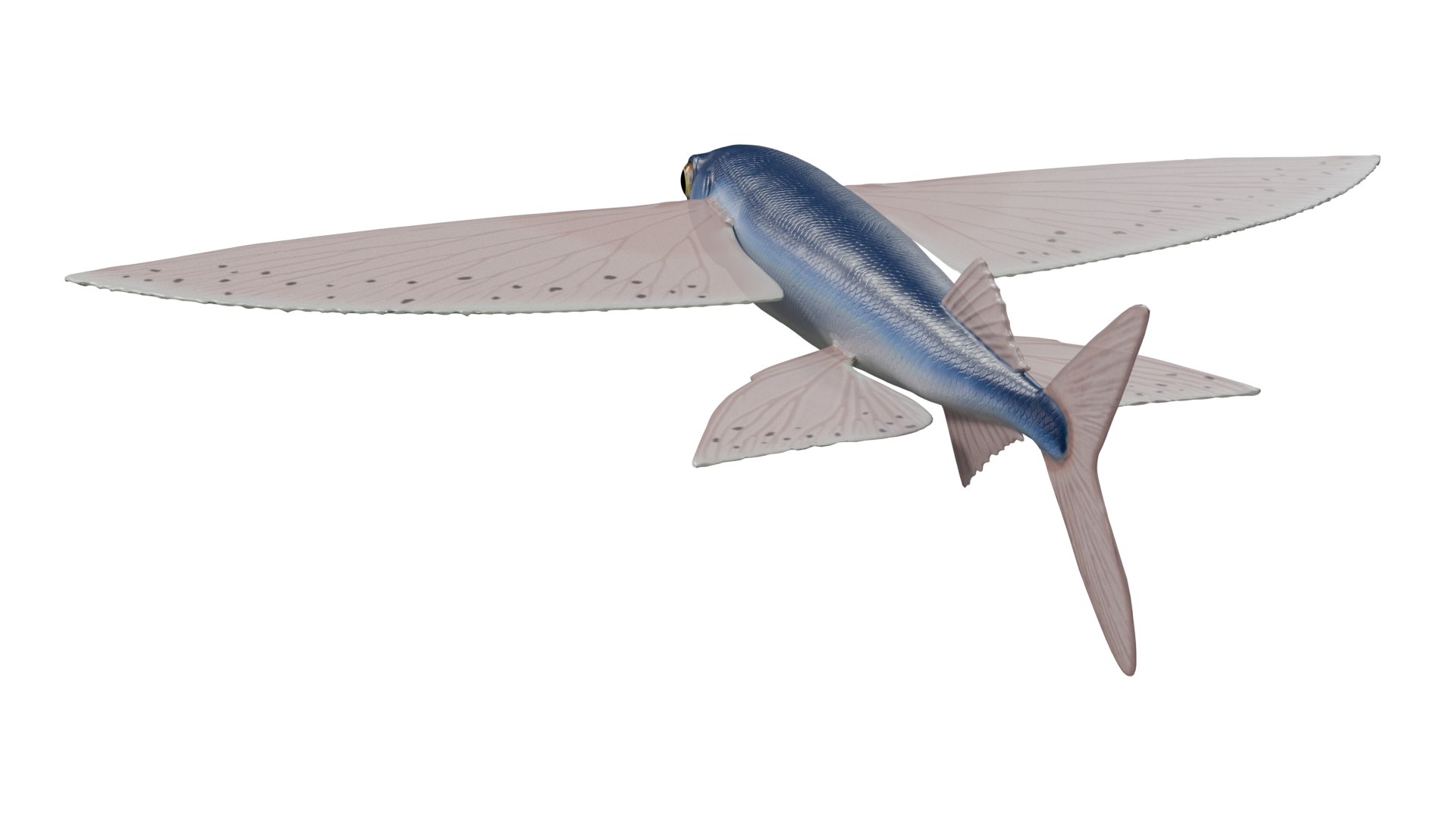 Flying fish 3D https://p.turbosquid.com/ts-thumb/Tp/xqSRAo/LP/untitled6/png/1777021237/1920x1080/fit_q87/1b50efa2fcadabcacccf6b4e28f41fce7621bb53/untitled6.jpg